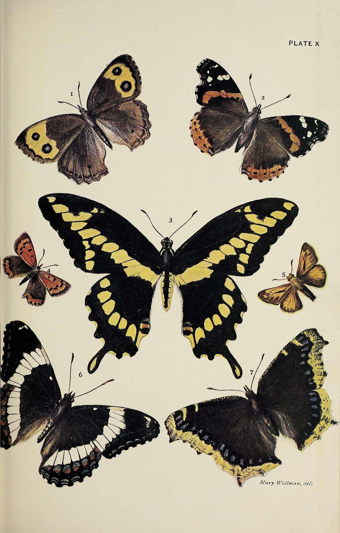 Imagem de Vanessa atalanta Linnaeus 1758