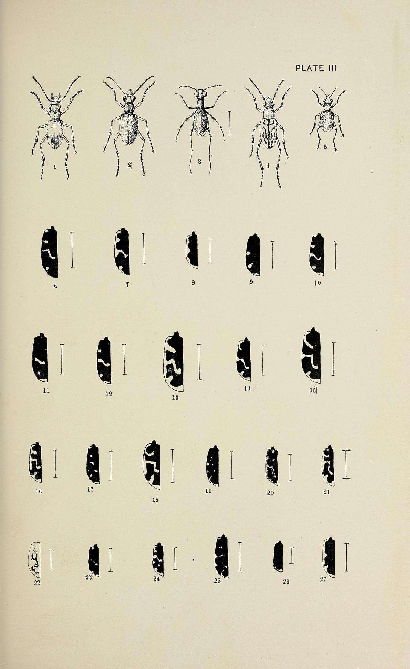 Image de Cicindela (Cicindela) scutellaris Say 1823
