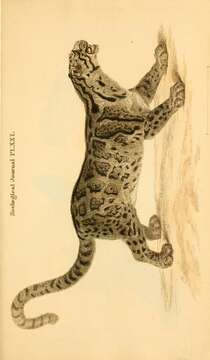 Image of clouded leopard