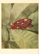 Image of Regal Moth