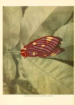 Image of Regal Moth