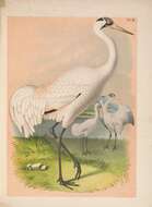 Image of Whooping Crane