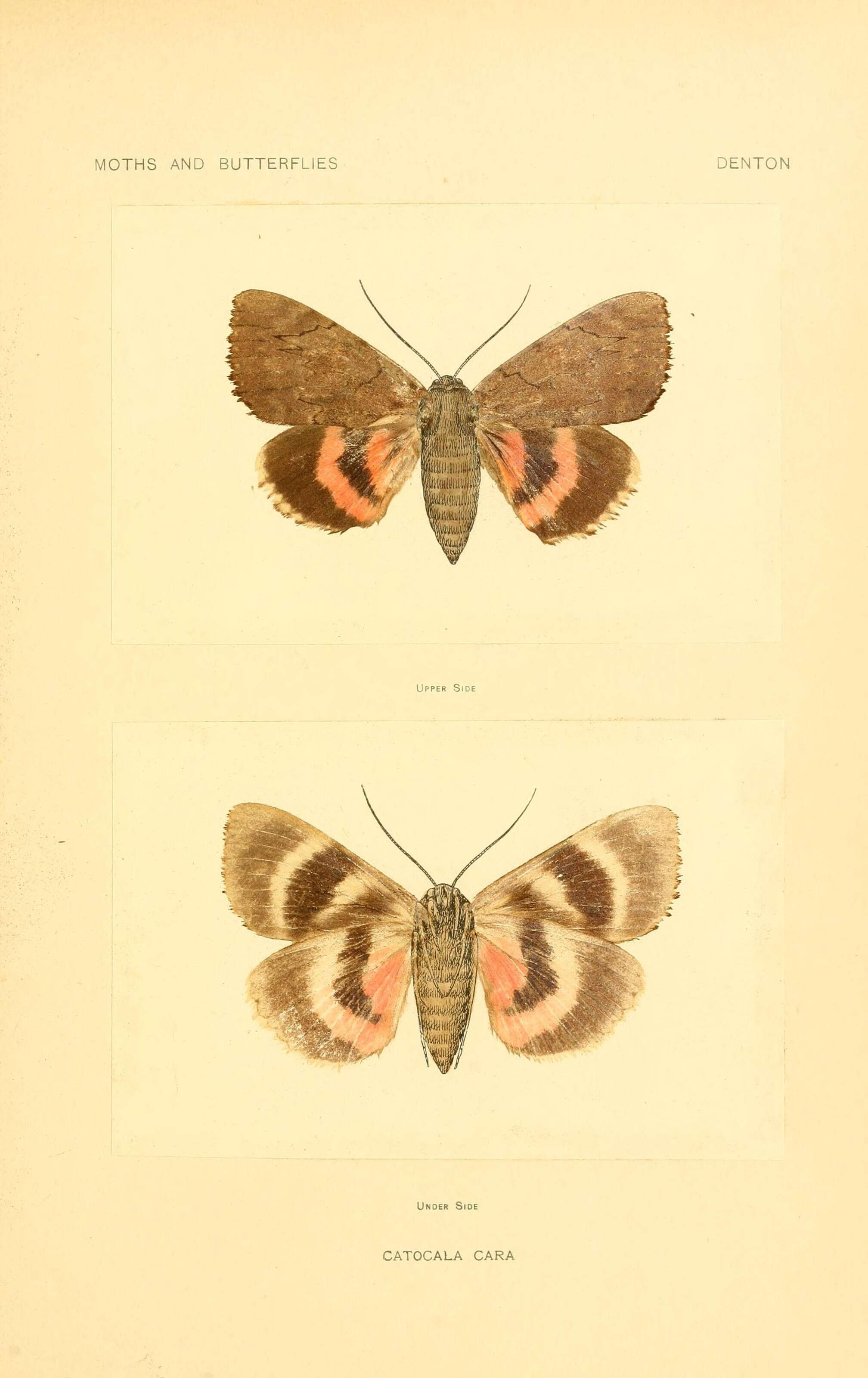 Image of Darling Underwing