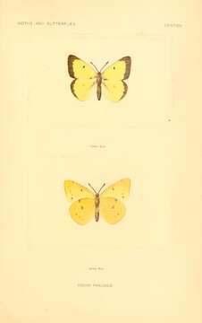 Image of Clouded sulphur