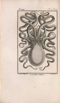 Image of Common octopus