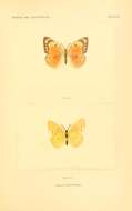 Image of Orange Sulphur