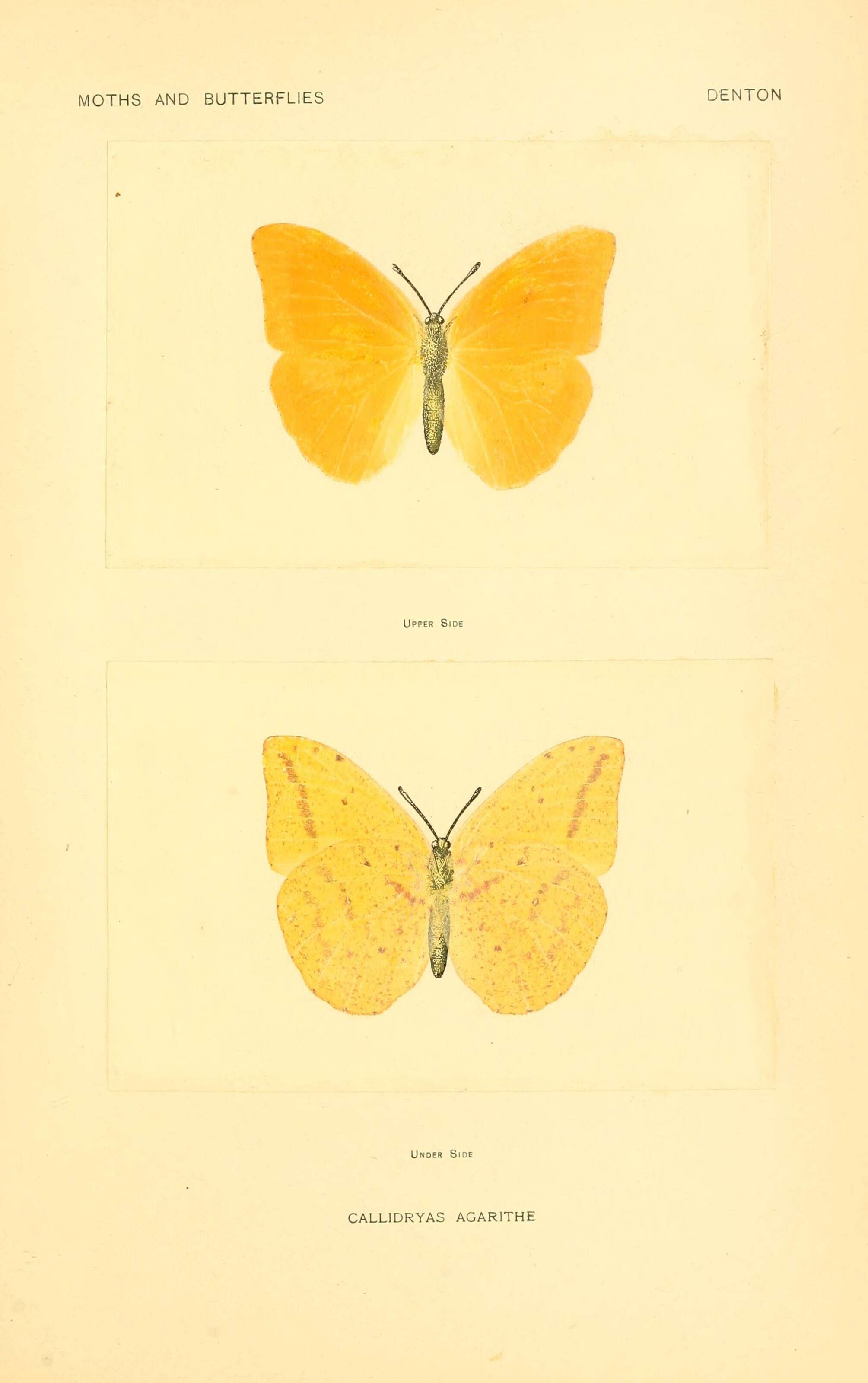 Image of Callidryas agarithe Boisduval