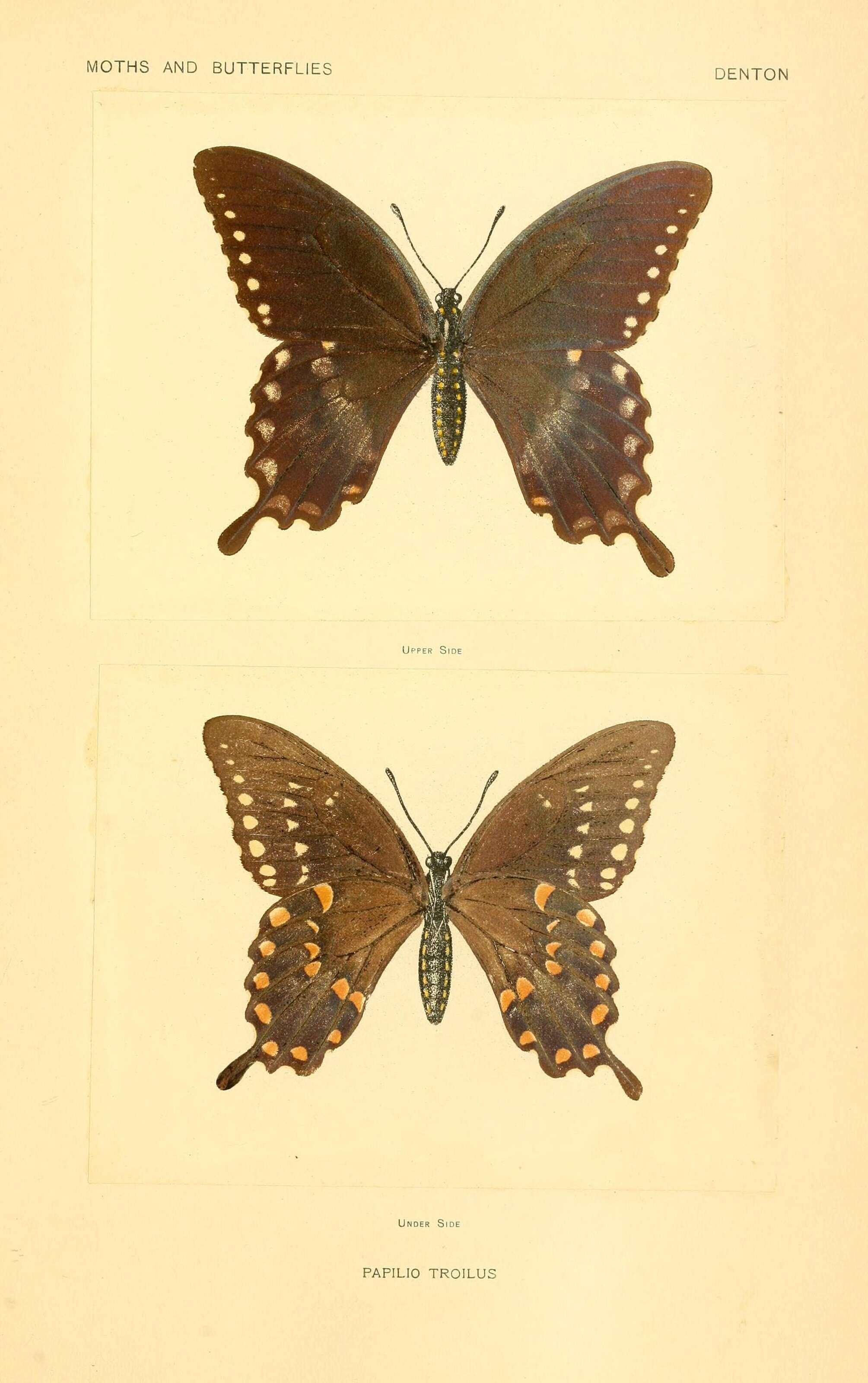 Sivun Papilio troilus Linnaeus 1758 kuva