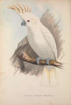 Cacatua sulphurea citrinocristata (Fraser 1844) resmi