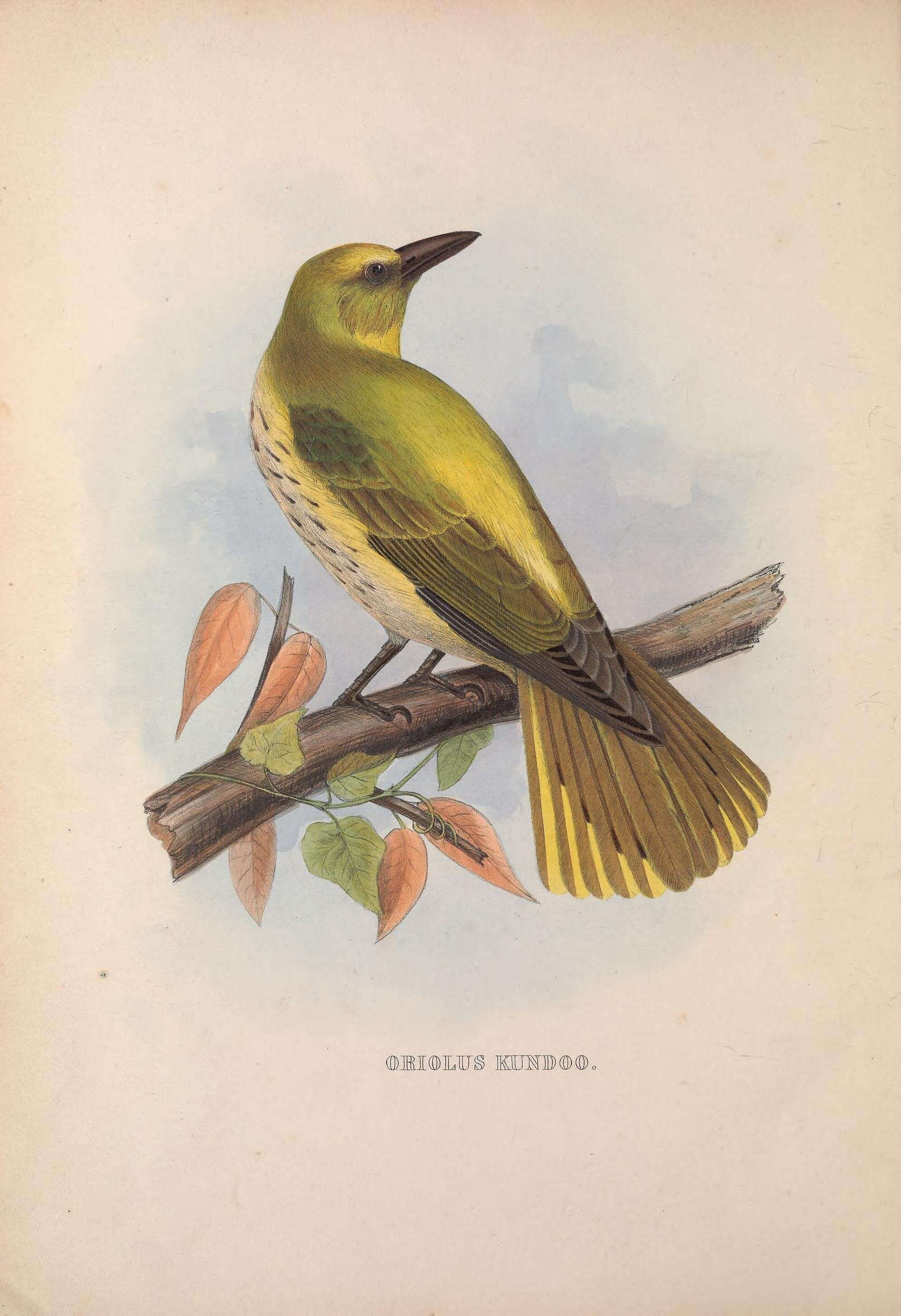 Image of Indian Golden Oriole