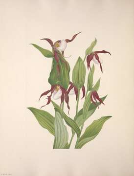 Imagem de Cypripedium montanum Douglas ex Lindl.