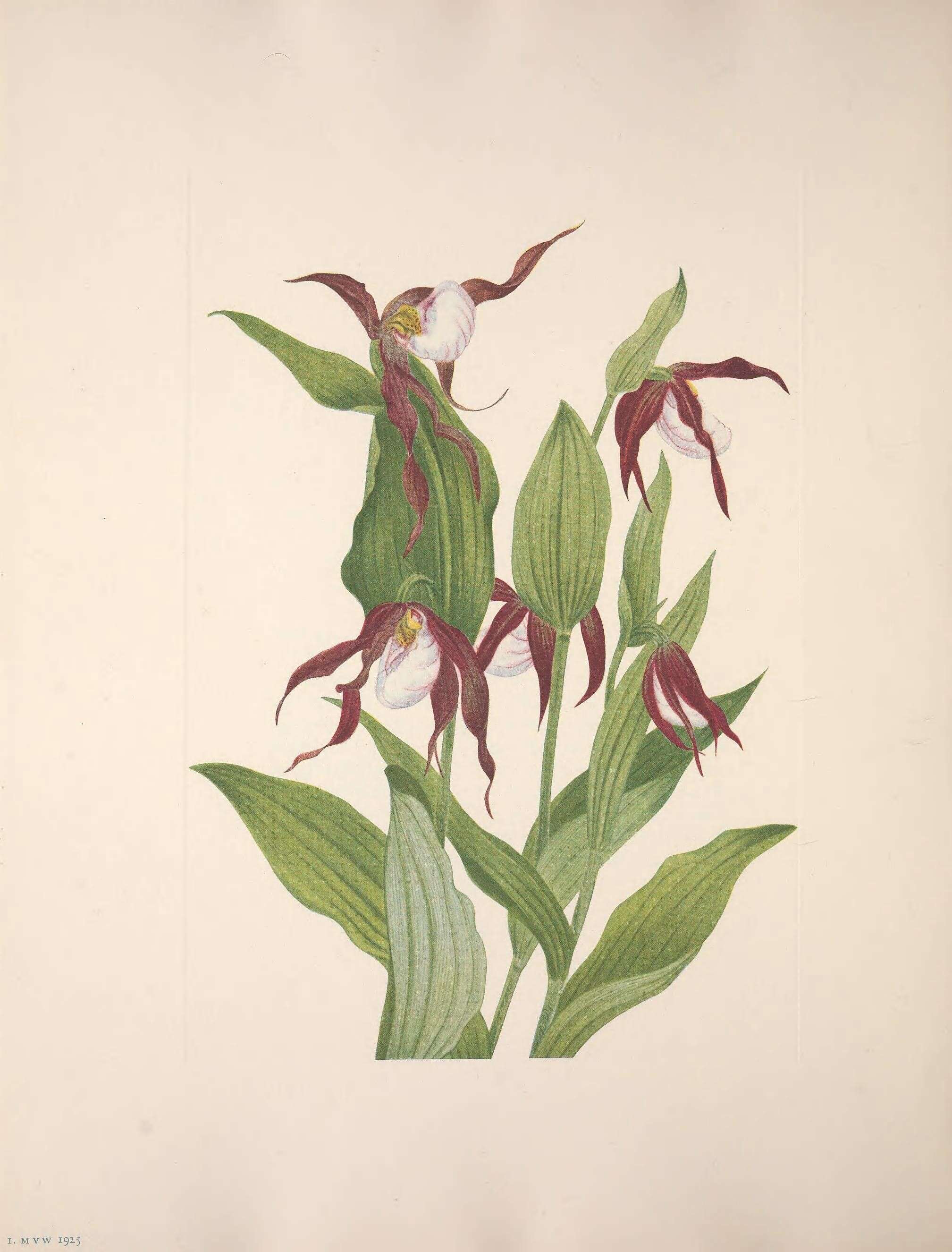 Image of Mountain lady's slipper
