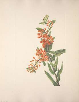 Imagem de Asclepias tuberosa L.