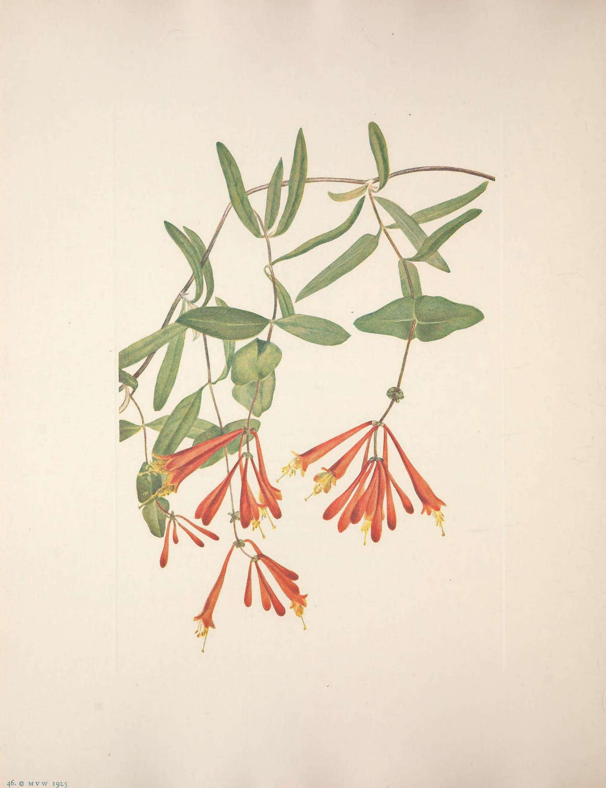 Image of trumpet honeysuckle