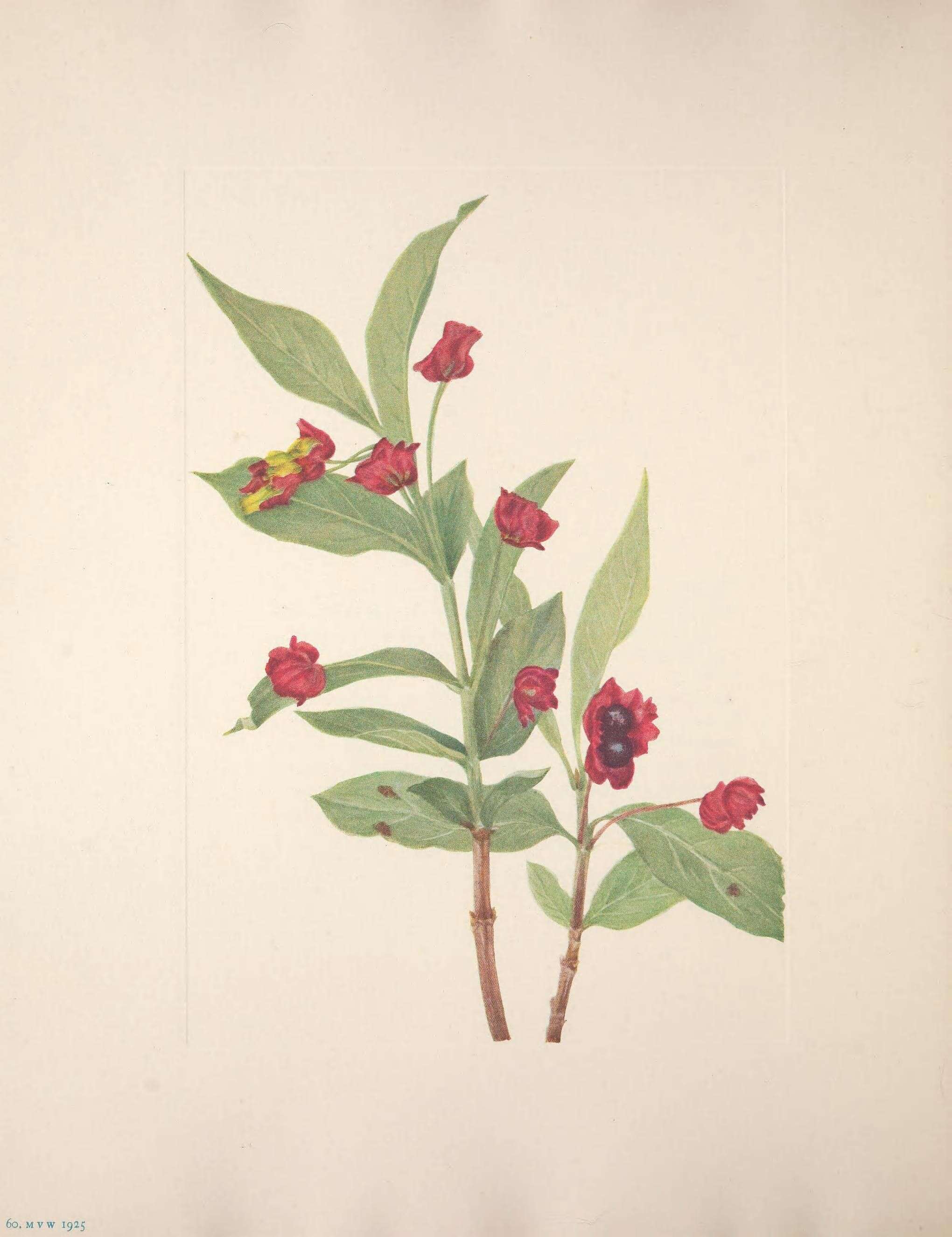 Image of twinberry honeysuckle