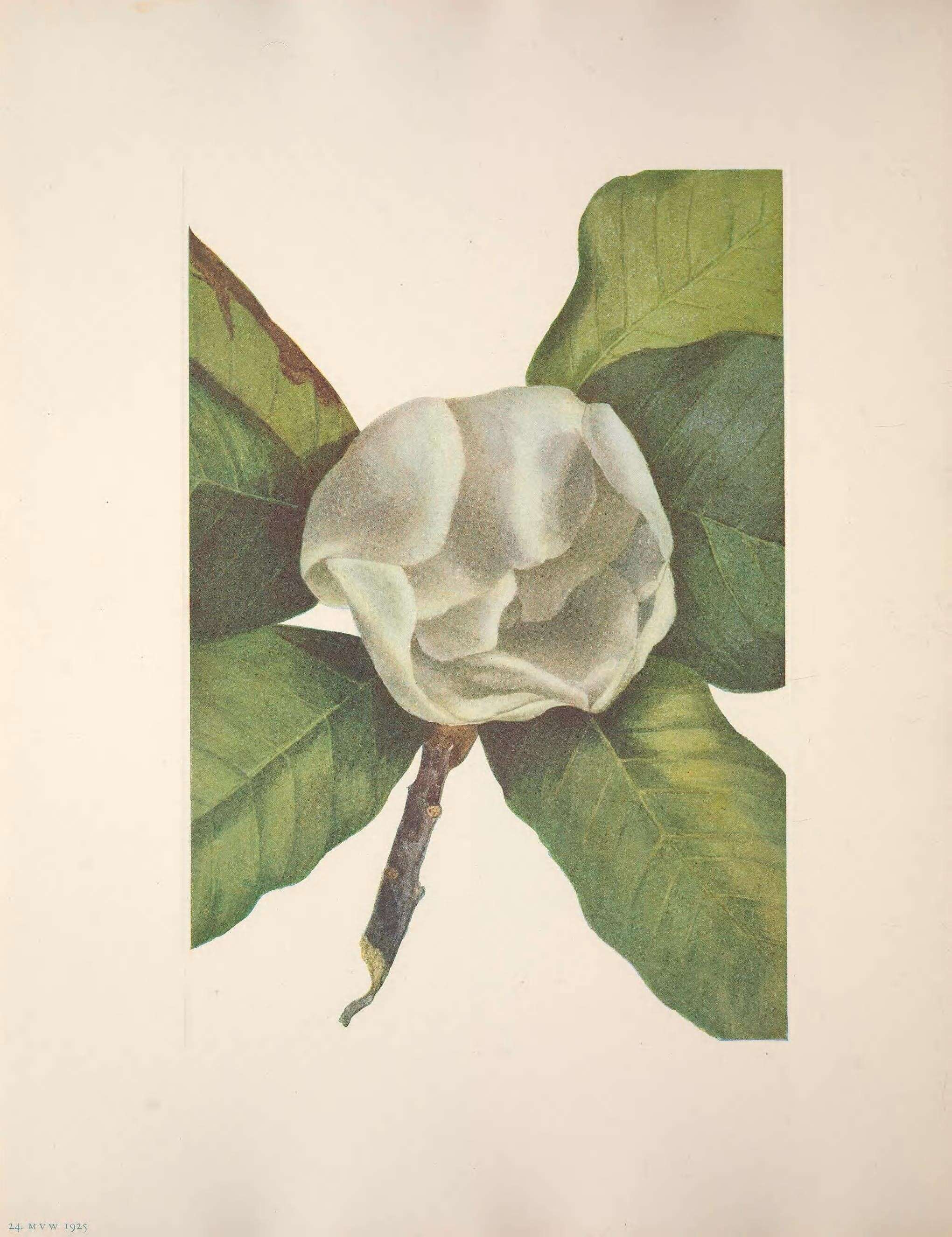 Imagem de Magnolia grandiflora L.