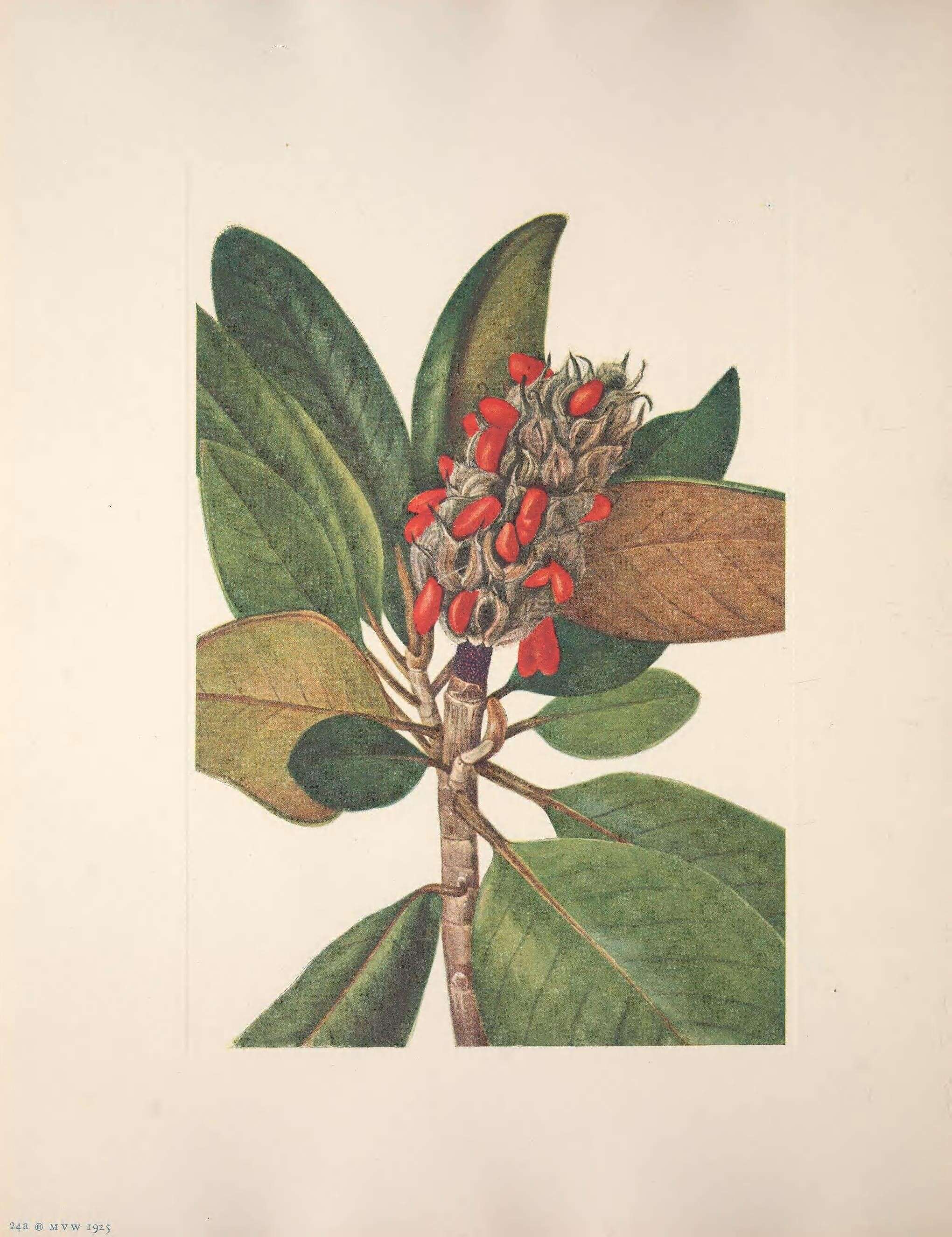 Image of southern magnolia