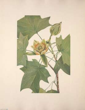 Image of Tulip tree