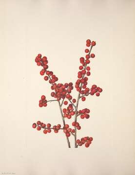 Ilex verticillata (L.) A. Gray resmi