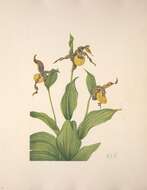 Image of Lesser yellow lady's slipper