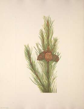 Pinus contorta var. murrayana (Balf.) Engelm. resmi