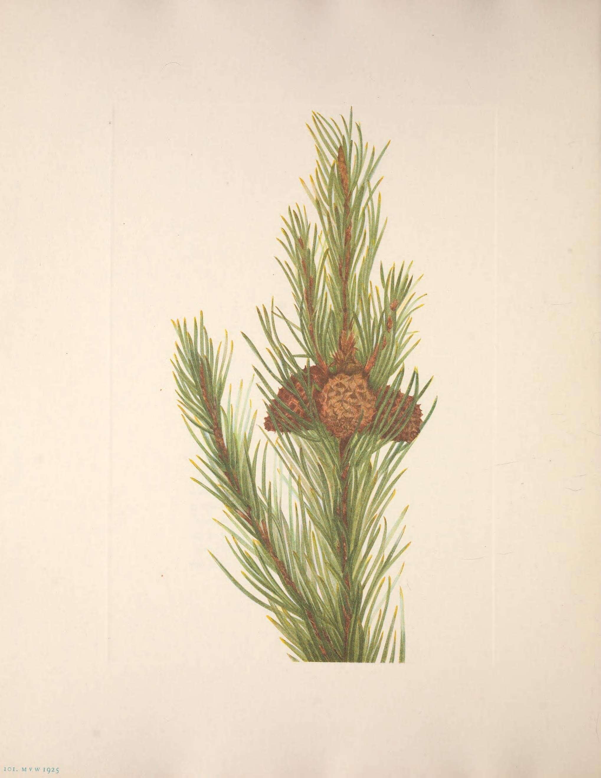 Pinus contorta var. murrayana (Balf.) Engelm. resmi