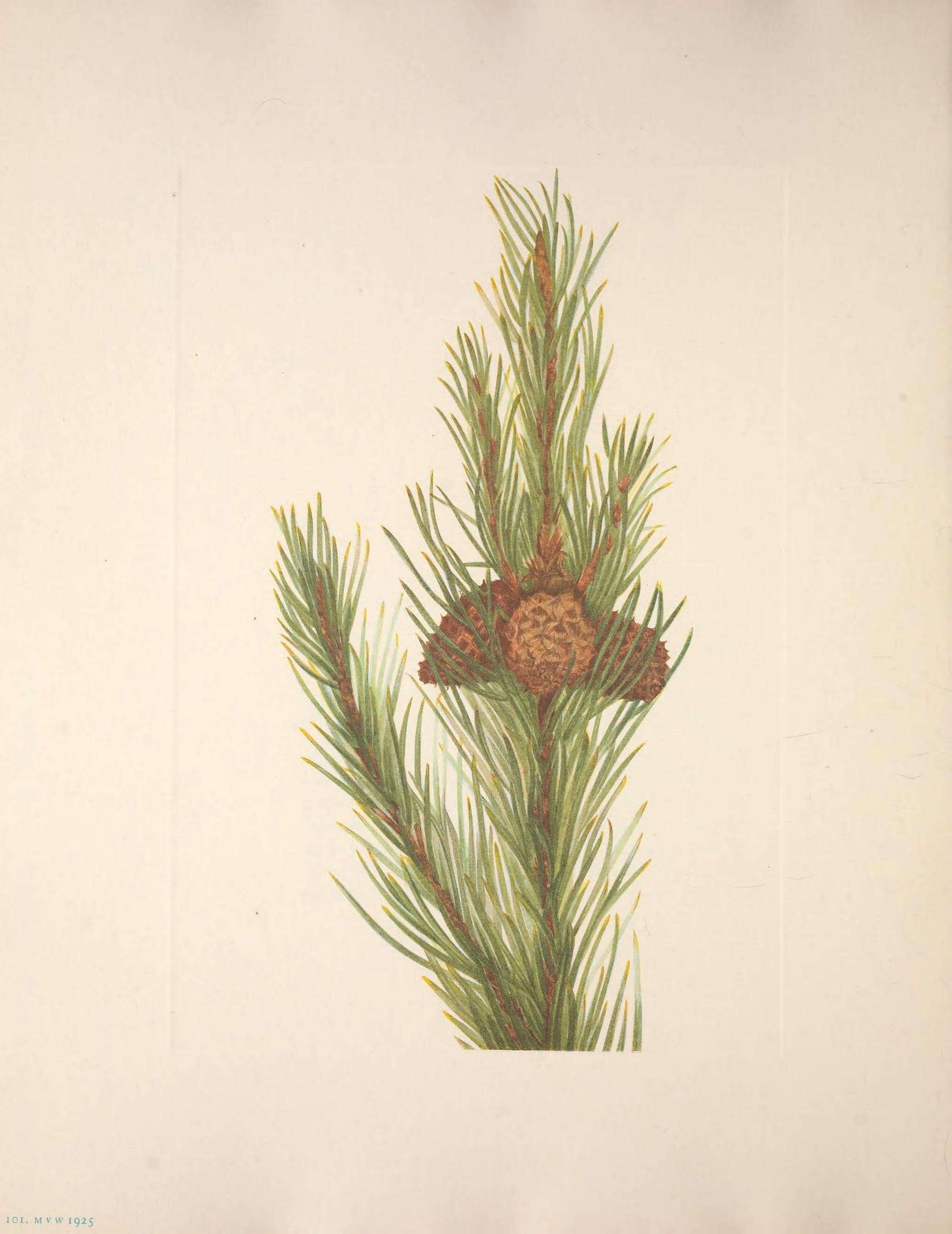 Image of Sierra lodgepole pine