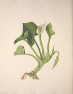 Image of callalily