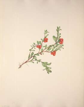 Image of bearberry