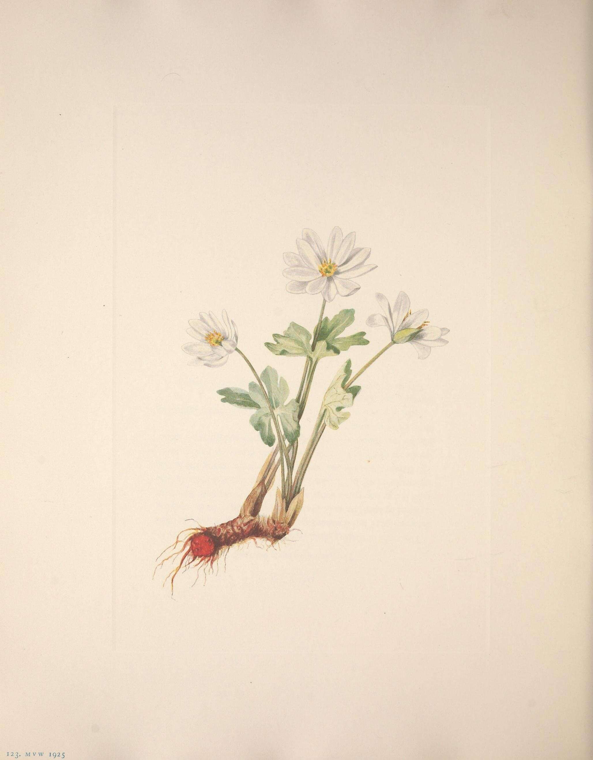 Image of bloodroot