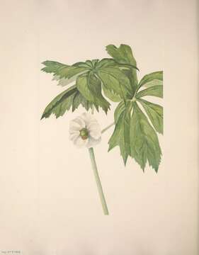 Image of mayapple