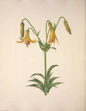 Image of Canada lily