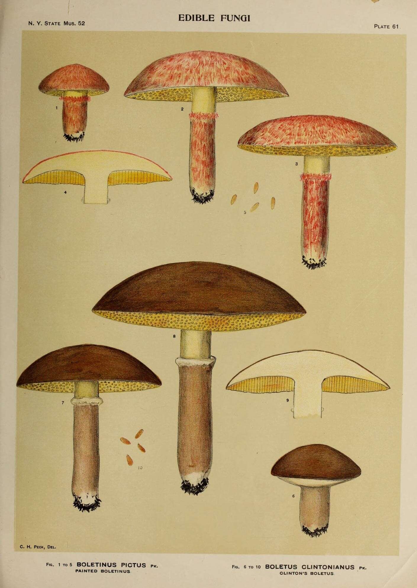 Image de Suillus spraguei (Berk. & M. A. Curtis) Kuntze 1898
