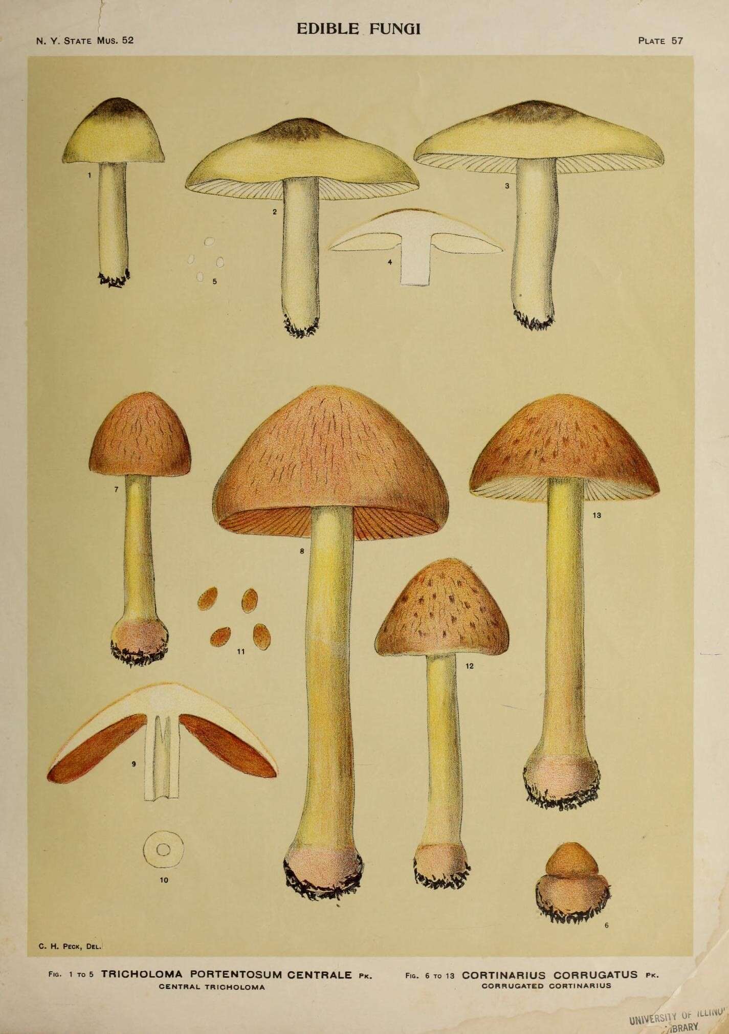 Image of Central tricholoma