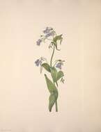 Image of tall bluebells