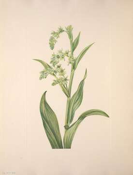 Image of False Hellebore