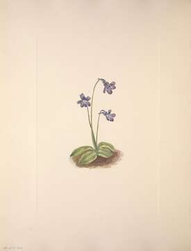 Image of Common butterwort