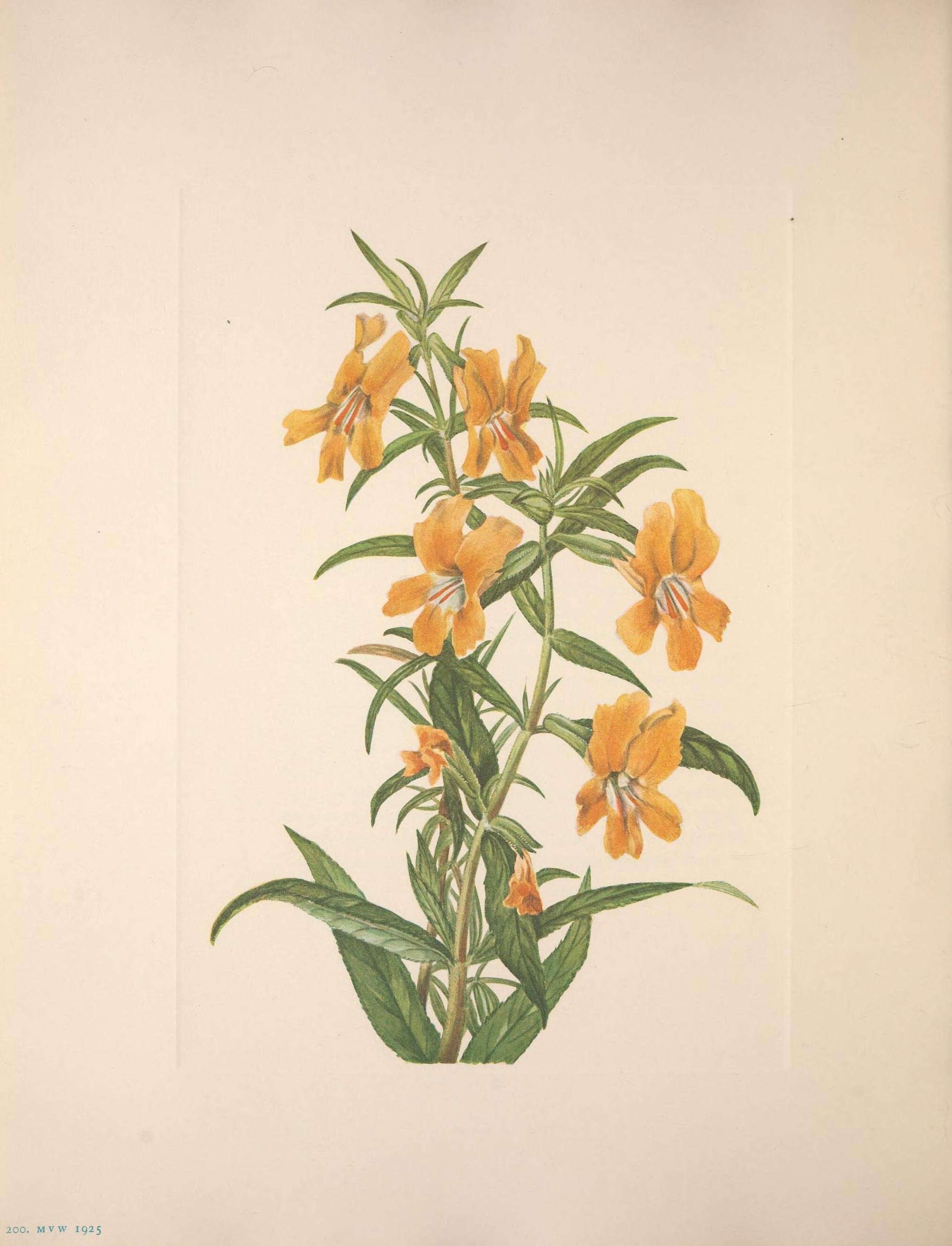 Image of southern bush monkeyflower