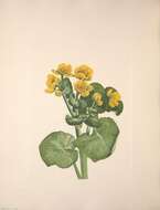 Image of Marsh-marigold