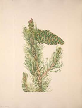 Pinus flexilis E. James resmi