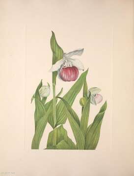 Image of Showy lady's slipper
