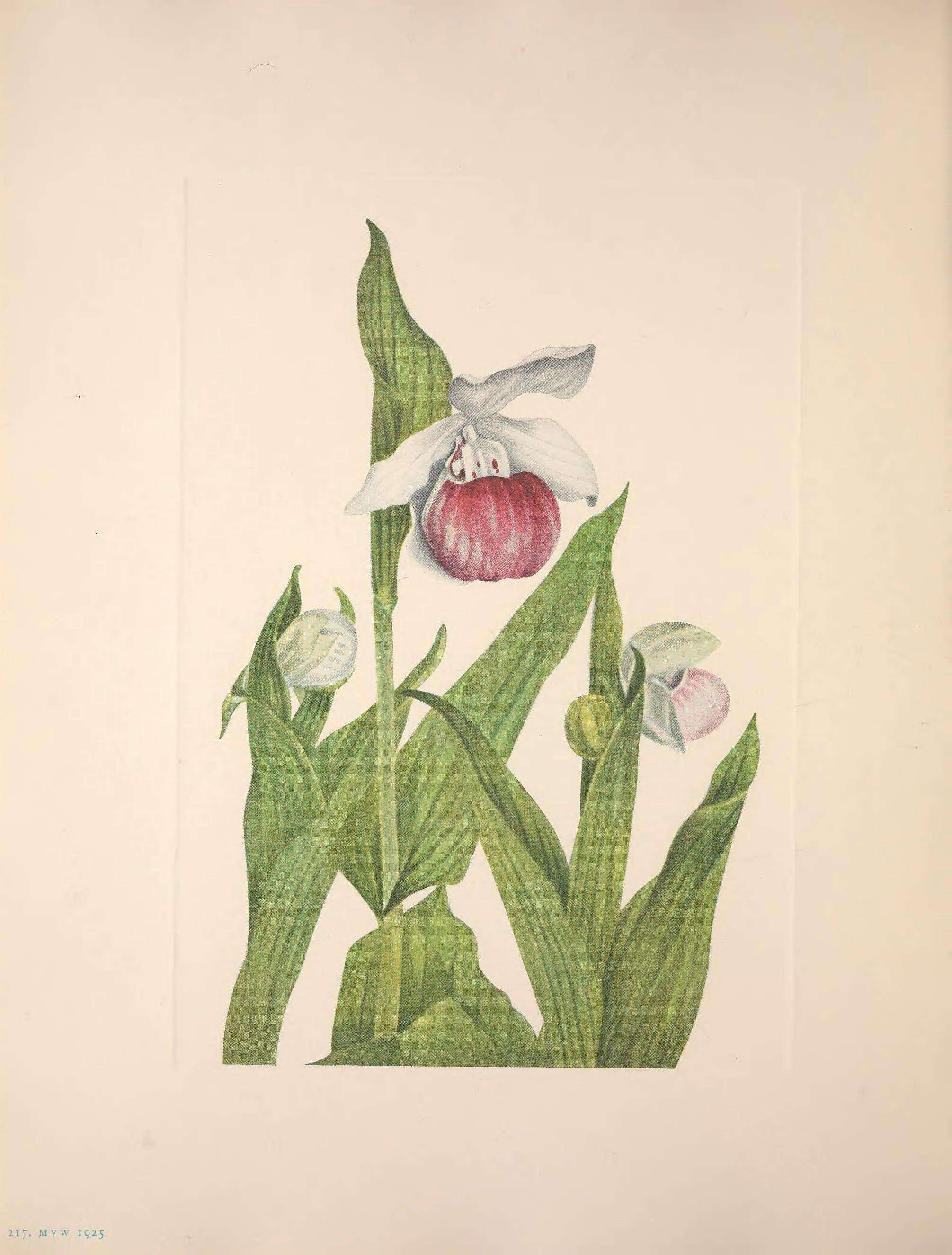 Plancia ëd Cypripedium reginae Walter