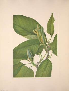 Magnolia acuminata (L.) L.的圖片