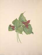 Imagem de Trillium erectum L.