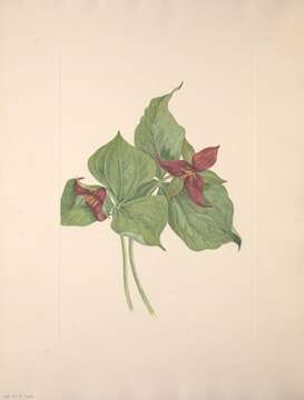 Image of red trillium