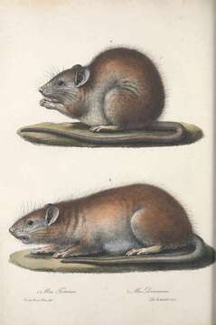 Image of Black Rat