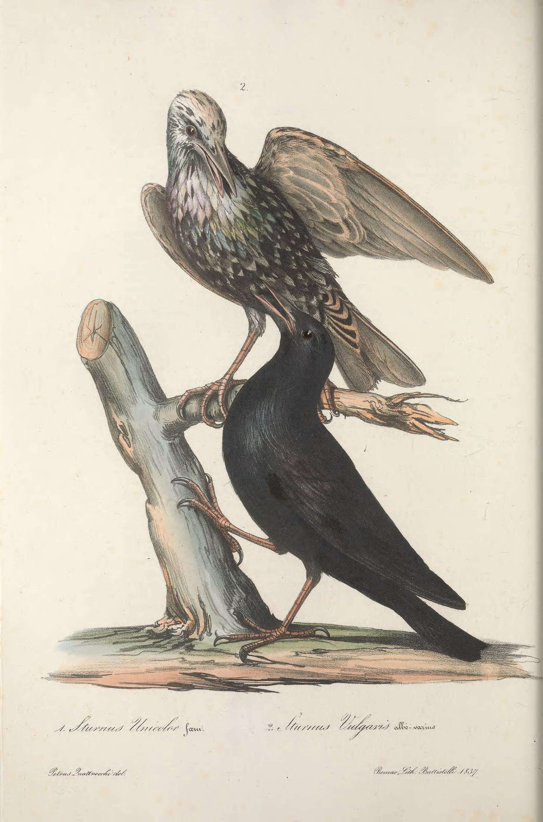Imagem de Sturnus unicolor Temminck 1820