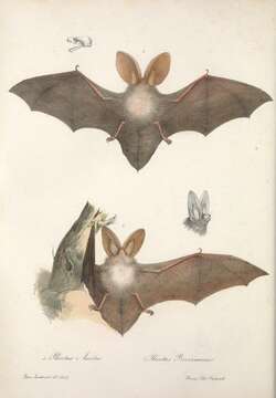 Image of Brown long-eared bat