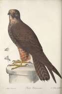 Image of Eleonora's Falcon