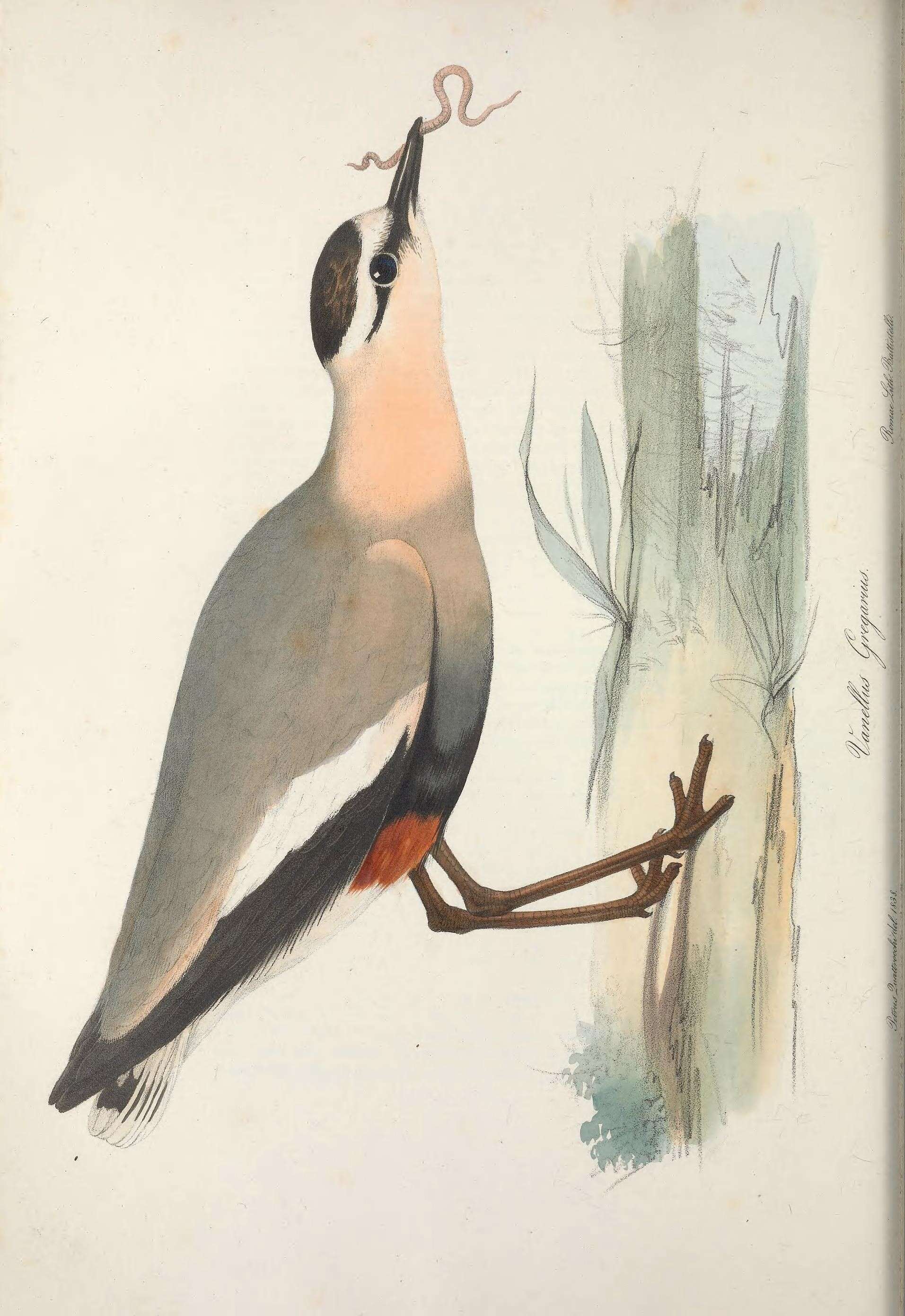 Image of Sociable Lapwing